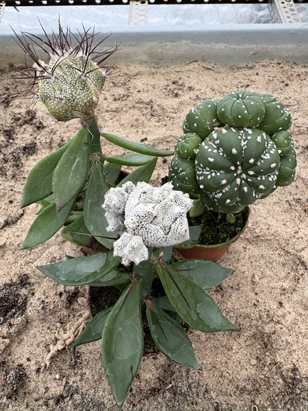 Set of 3 different Astrophytum  MUTANTS