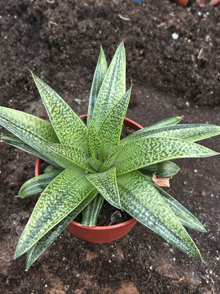 Aloe Gasteraloe 'Flow Variegata'