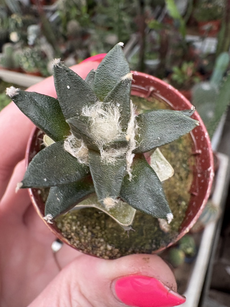 Ariocarpus scapharostroides