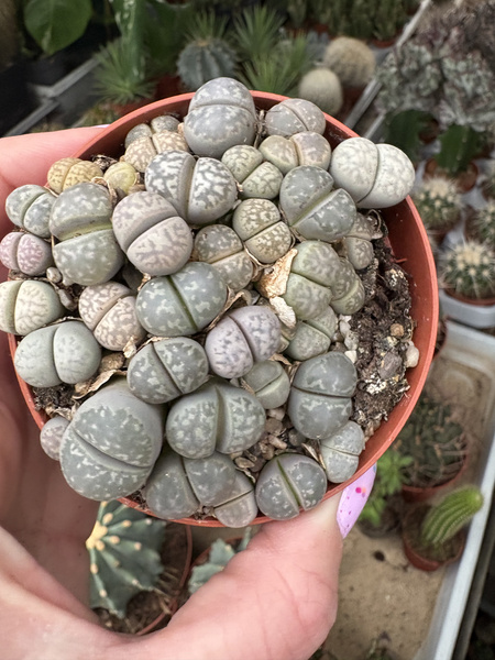 Lithops mix GRUPA siewek