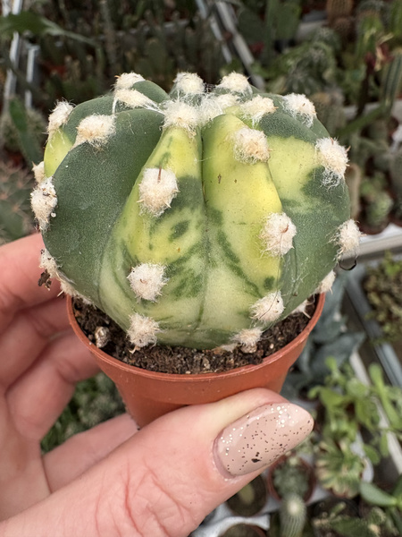 Echinopsis subdenudata 'Variegata'