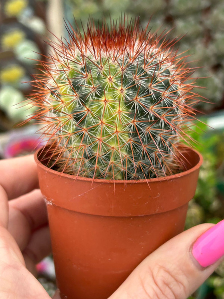 Mammillaria spinosissima 'Variegata'