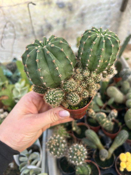 Echinopsis eyriesii WIELKIE PIĘKNE KWIATY