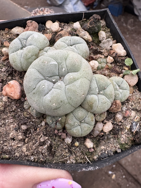 Lophophora williamsii v.caespitosa