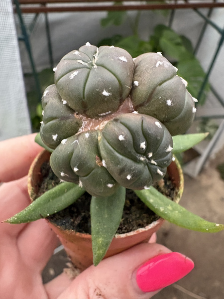 Astrophytum asterias 'Purple Polygona'