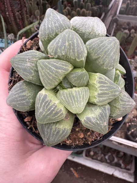 HAWORTHIA MUTICA 'BYAKUYA'