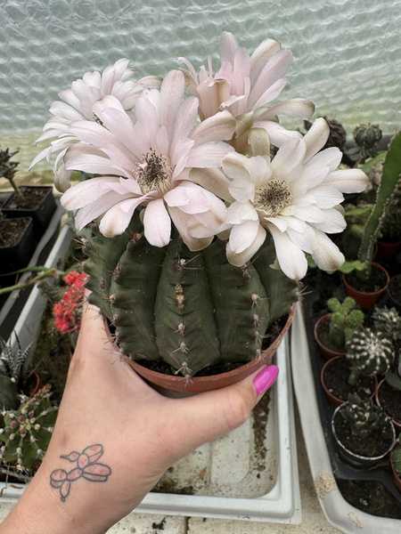 Gymnocalycium anisitsii