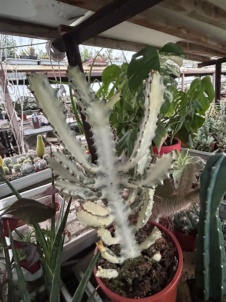 Euphorbia lactea 'White Ghost'