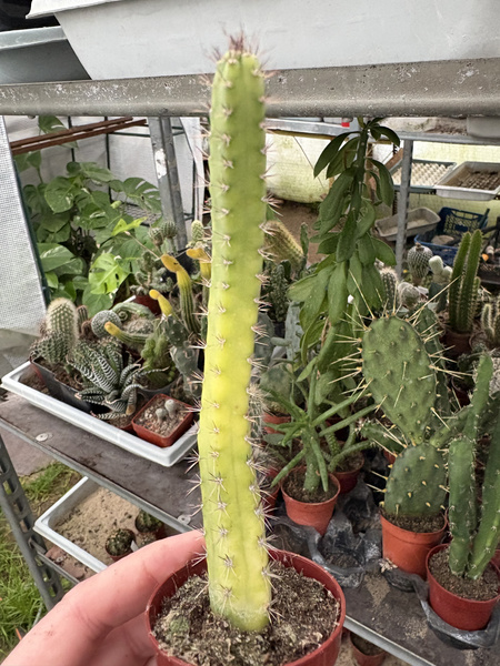 Eriocereus bonplandii 'Variegata'