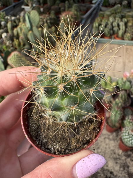 Mammillaria pringlei