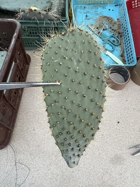 Opuntia galapageia ENDEMIT