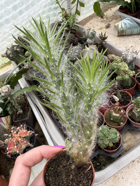 Austrocylindropuntia vestita