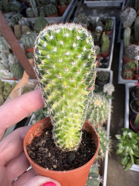 Mammillaria matudae 'Variegata'