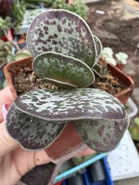 Adromischus maculatus