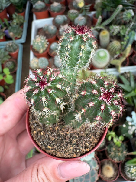 Echinocereus viridiflorus