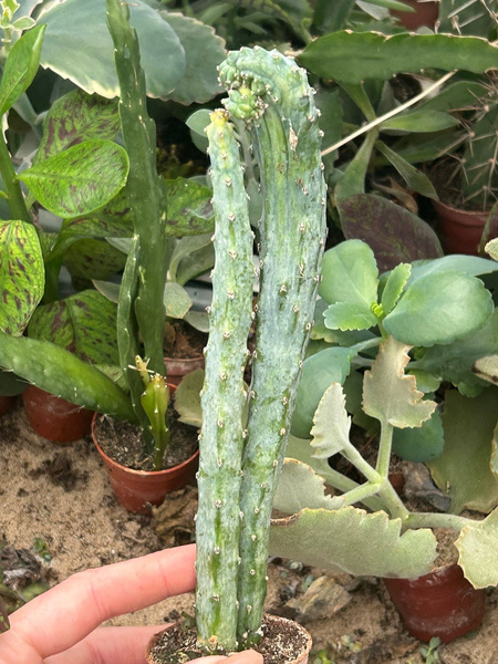 Monvillea spegazzini 'Cristata'