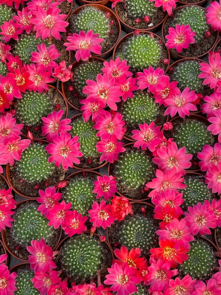 Rebutia krainziana