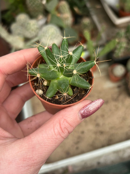 Dolichothele longimamma