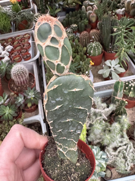 Opuntia ficus-indica 'Cobra'