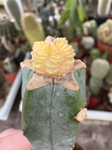 Aztekium valdezii 'Variegata'