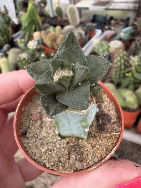 Ariocarpus scapharostrus