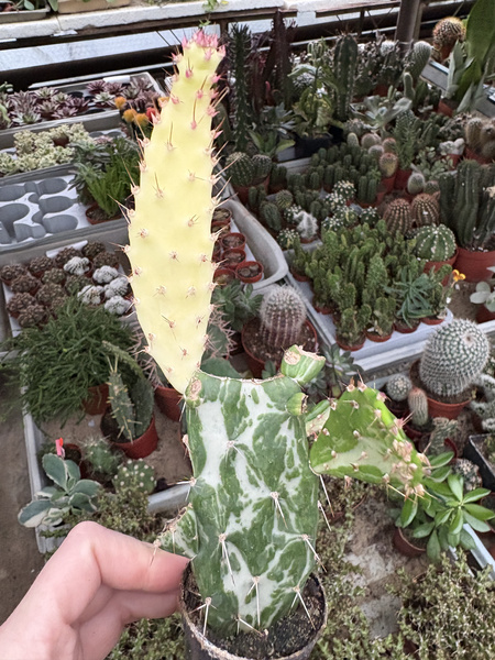 Opuntia monacantha 'Variegated Monstruosa'