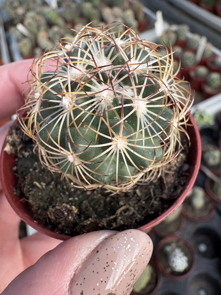 Coryphantha radians
