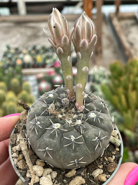 Gymnocalycium stellatum