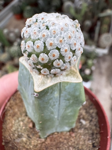 Mammillaria breviplumosa
