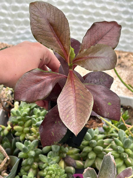 Synadenium grantii 'Rubra'