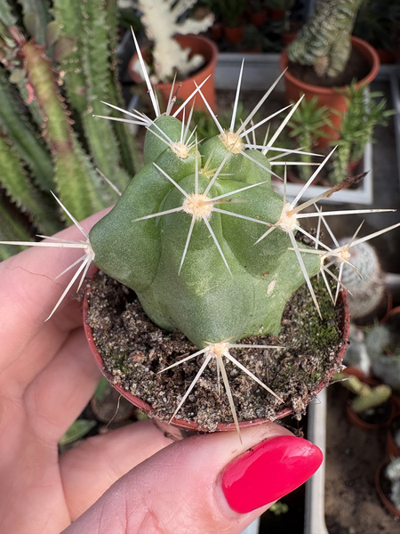 Echinocereus cinerascens