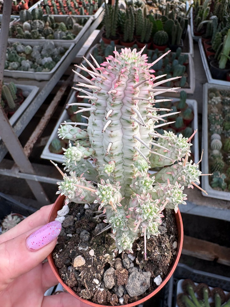 Euphorbia mammillaris 'Variegata'