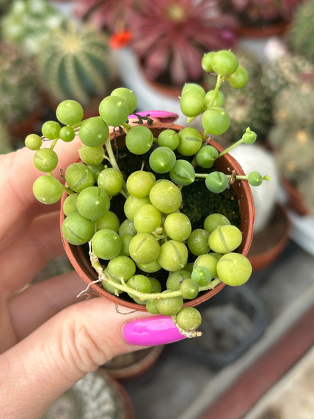 SENECIO ROWLEYANUS zwisające