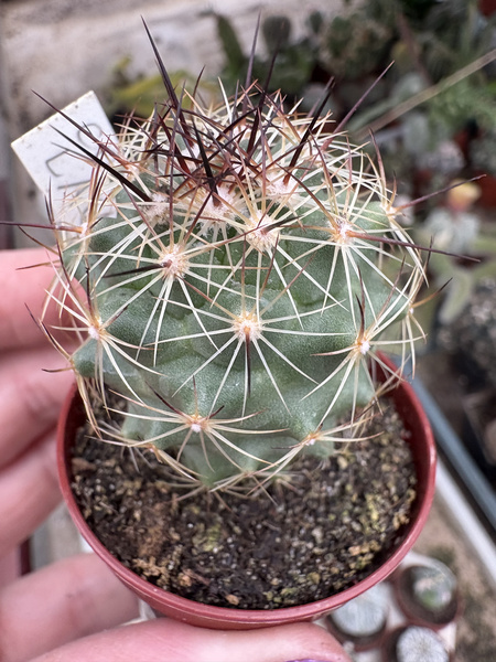 Coryphantha laui