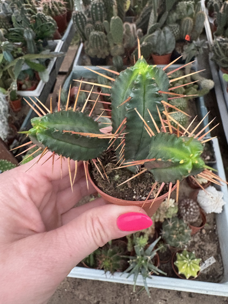 Euphorbia enopla 'Gold Spina'