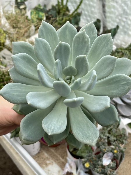 x Pachyveria 'Corvus'