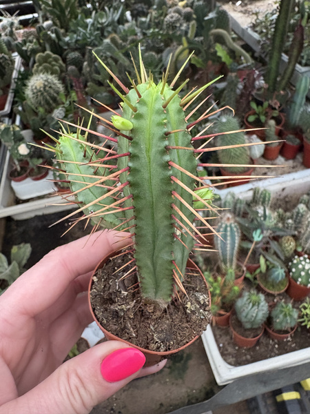 Euphorbia enopla 'Gold Spina'