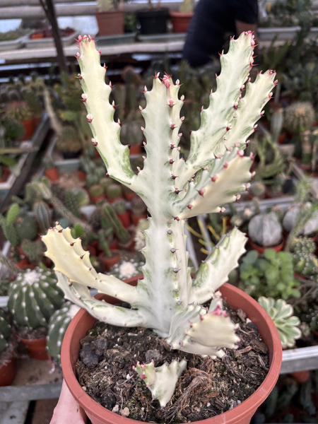 Euphorbia lactea 'White Ghost'