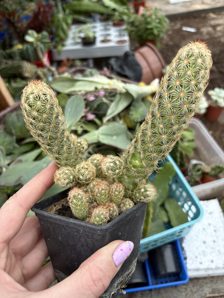 Mammillaria elongata