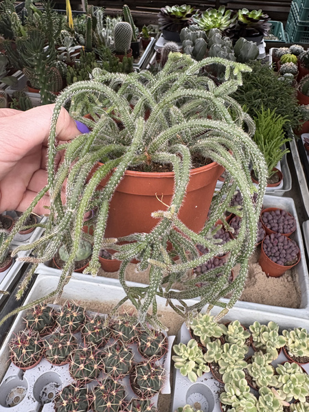 Rhipsalis pilocarpa