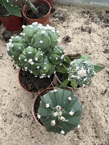 Set of 3 different Astrophytum MUTANTS