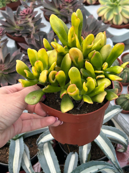 Crassula ovata 'Red Hoorn Tree' Grubosz