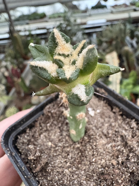 Ariocarpus kotschoubeyanus v.elephantidens