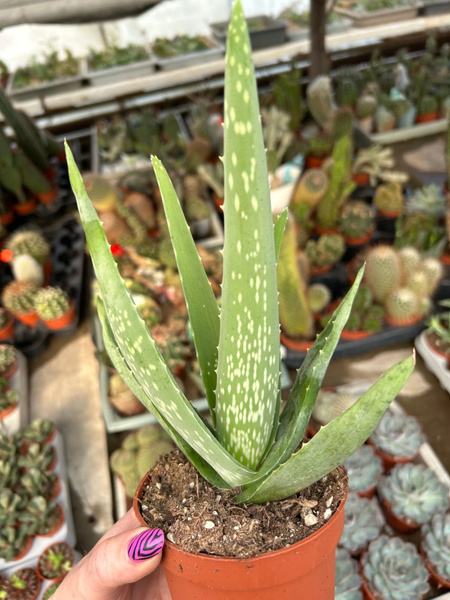 Aloe vera Aloes leczniczy