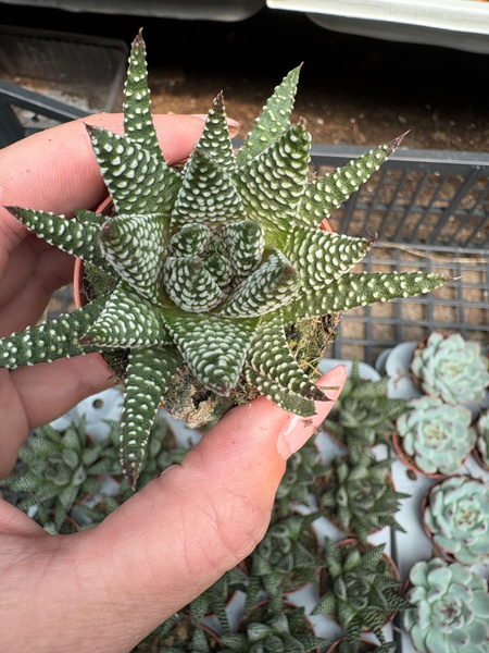 Haworthia pumila 'Royal Albert'