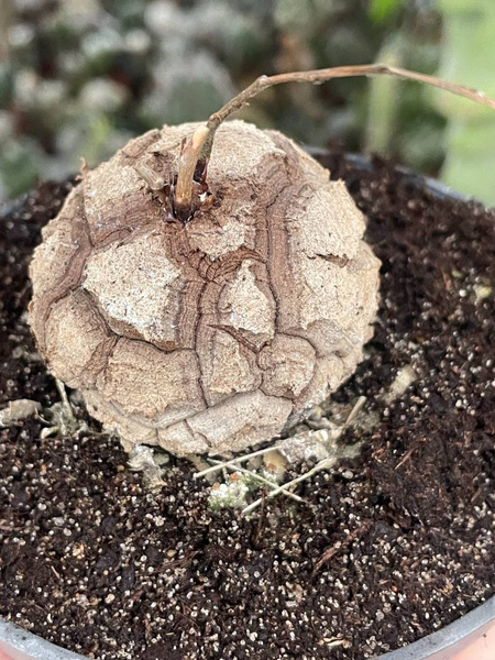 Dioscorea elephantipes KAUDEKS