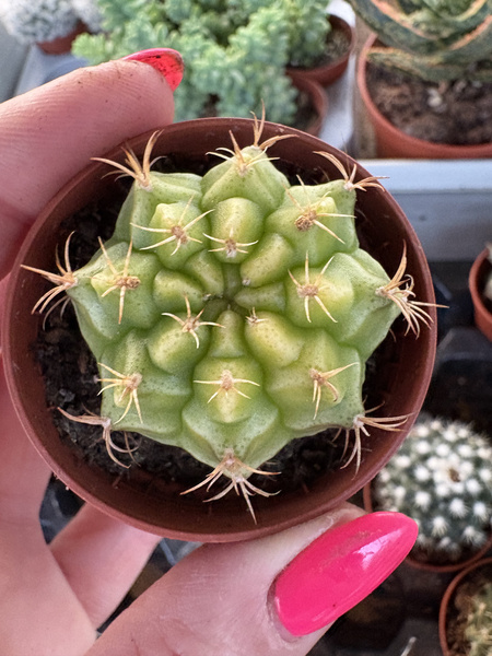 Gymnocalycium damsii 'Variegata'