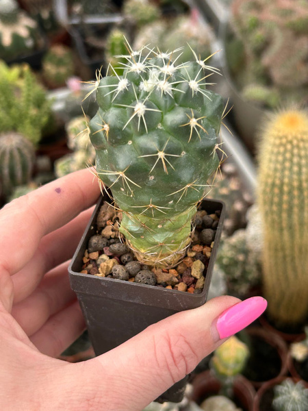 Coryphantha magentae