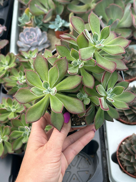 Echeveria pulvinata 'Devotion'