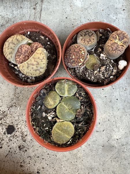 LITHOPS living stones mix x3 ŻYWE KAMIENIE SZCZĘŚCIA